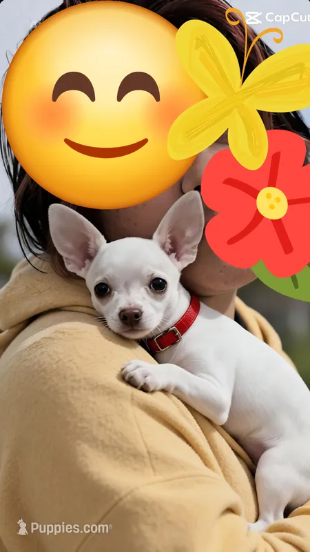 Chiquita – Chihuahua puppy for sale in Lehigh Acres, FL