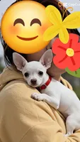 Chiquita, a female Chihuahua for sale in Lehigh Acres, FL – 1 of 2