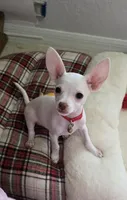 Chiquita, a female Chihuahua for sale in Lehigh Acres, FL – 2 of 2