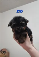 Ito the tcup, a male Yorkshire Terrier for sale in Lehigh Acres, FL – 4 of 6