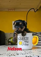 Nelson, a male Yorkshire Terrier for sale in Lehigh Acres, FL – 5 of 5