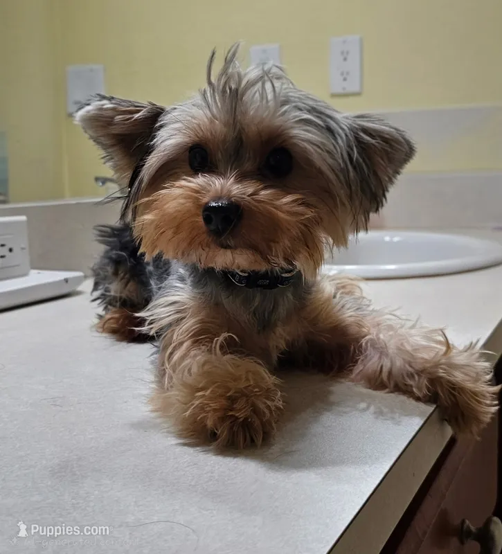 Tobby – Yorkshire Terrier puppy for sale in Lehigh Acres, FL