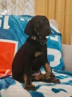 Num, a male Doberman Pinscher for sale in Lehigh Acres, FL – Photo 2 of 3