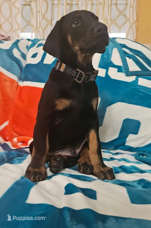 Num, a male Doberman Pinscher for sale in Lehigh Acres, FL – Photo 1 of 3