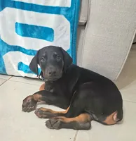 Num, a male Doberman Pinscher for sale in Lehigh Acres, FL – Photo 3 of 3