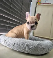 Pipo Micro Boy - Reduced, a male French Bulldog for sale in Lehigh Acres, FL – Photo 3 of 3