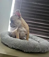 Pipo Micro Boy - Reduced, a male French Bulldog for sale in Lehigh Acres, FL – Photo 2 of 3