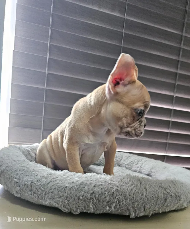 Pipo Micro Boy - Reduced