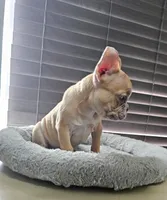 Pipo Micro Boy - Reduced, a male French Bulldog for sale in Lehigh Acres, FL – Photo 1 of 3