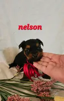 Nelson, a male Yorkshire Terrier for sale in Lehigh Acres, FL – 3 of 5