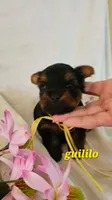 Gurillo, a male Yorkshire Terrier for sale in Lehigh Acres, FL – 3 of 5