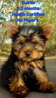 Nelson (First-Born Male), a male Yorkshire Terrier for sale in Ocala, FL – 1 of 3