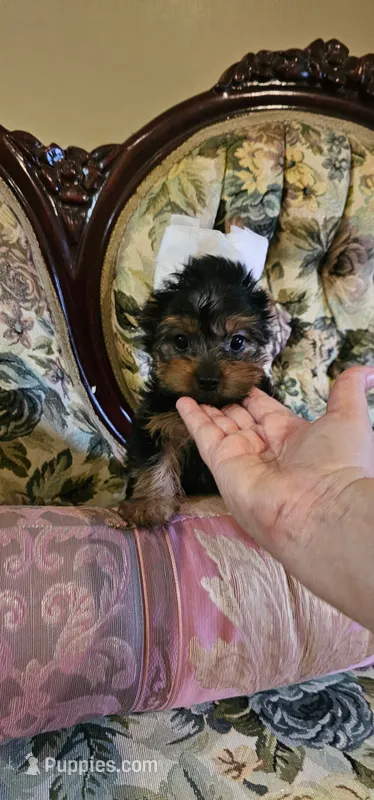 Nelson – Yorkshire Terrier puppy for sale in Ocala, FL