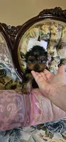 Nelson-UPGRADE , a male Yorkshire Terrier for sale in Ocala, FL – 1 of 1