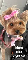 Kiki, a female Yorkshire Terrier for sale in Ocala, FL – 3 of 3