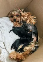 Puppies, a male Yorkshire Terrier for sale in Lehigh Acres, FL – 1 of 1