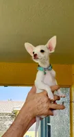 Kenni, a female Chihuahua for sale in Lehigh Acres, FL – 2 of 3