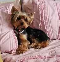 Lulu, a female Yorkshire Terrier for sale in Lehigh Acres, FL – 1 of 1