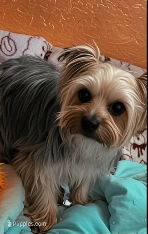 Willie – Yorkshire Terrier puppy for sale in Lehigh Acres, FL