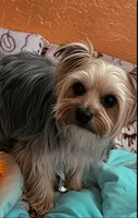 Willie, a male Yorkshire Terrier for sale in Lehigh Acres, FL – 1 of 1