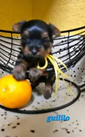 Gurillo, a male Yorkshire Terrier for sale in Lehigh Acres, FL – 5 of 5