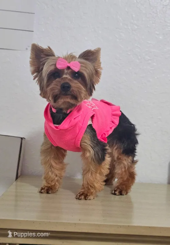 Dolly – Yorkshire Terrier puppy for sale in Lehigh Acres, FL