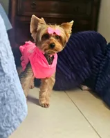 Dolly, a female Yorkshire Terrier for sale in Lehigh Acres, FL – Photo 3 of 3