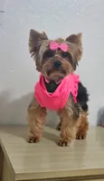 Dolly, a female Yorkshire Terrier for sale in Lehigh Acres, FL – Photo 2 of 3