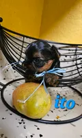 Ito the tcup, a male Yorkshire Terrier for sale in Lehigh Acres, FL – 6 of 6