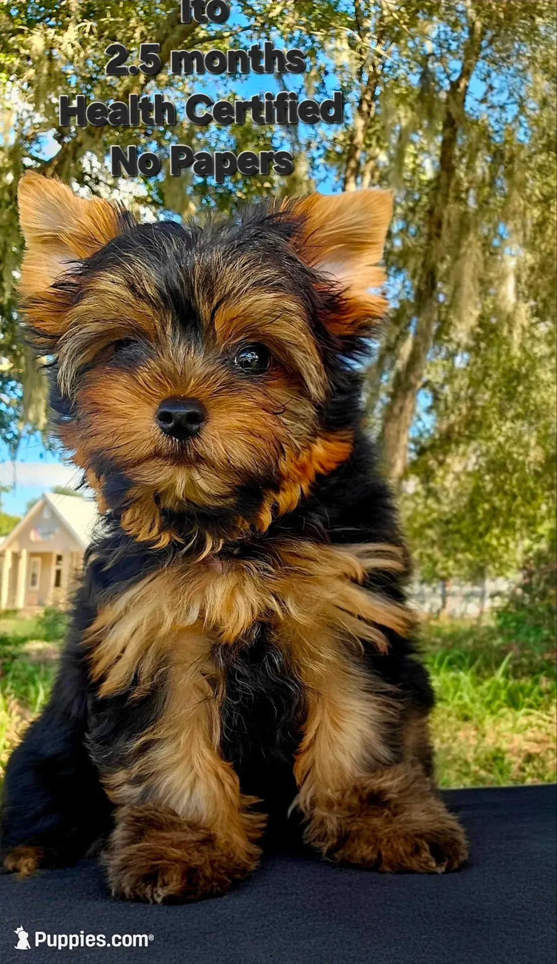 Ito (The Tcup Boy), a male Yorkshire Terrier for sale in Ocala, FL – 1 of 3