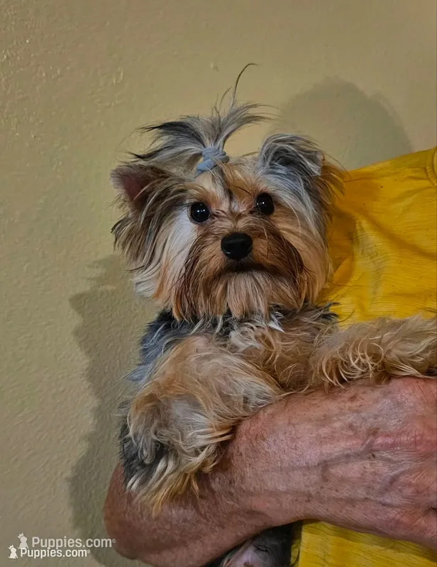 Tobby with Papers – Yorkshire Terrier puppy for sale in Ocala, FL