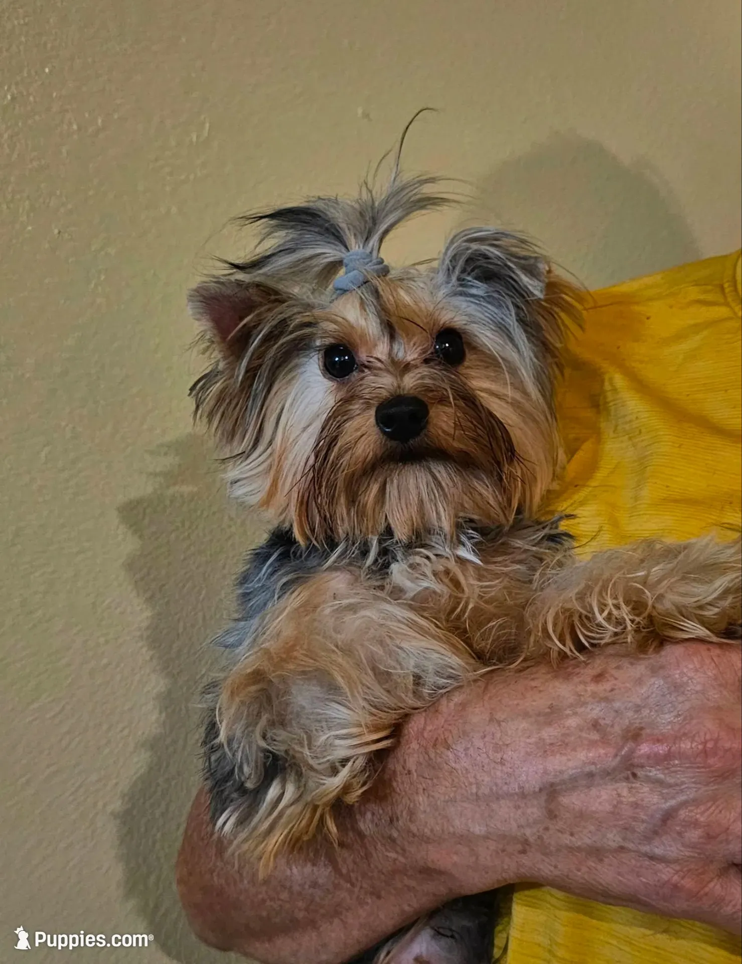 Tobby with Papers, a male Yorkshire Terrier for sale in Ocala, FL – 1 of 1