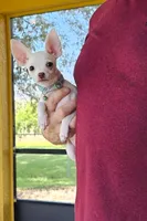 Kenni, a female Chihuahua for sale in Lehigh Acres, FL – 3 of 3