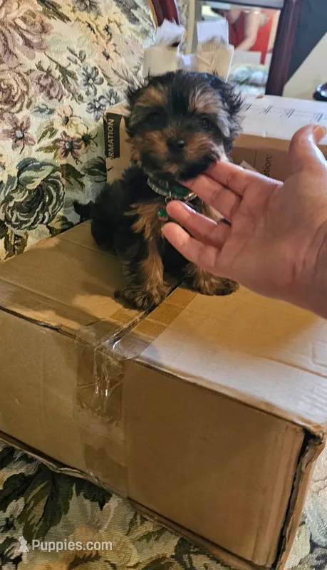 Ito the tcup – Yorkshire Terrier puppy for sale in Ocala, FL