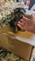 Ito the tcup-UPDATE , a male Yorkshire Terrier for sale in Ocala, FL – 1 of 1