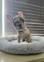 Bombon - Micro Boy, a male French Bulldog for sale in Lehigh Acres, FL – Photo 3 of 3