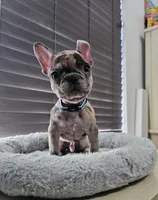 Bombon - Micro Boy, a male French Bulldog for sale in Lehigh Acres, FL – Photo 1 of 3