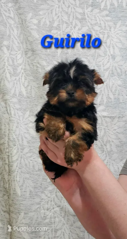 Gurillo – Yorkshire Terrier puppy for sale in Lehigh Acres, FL