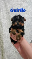 Gurillo, a male Yorkshire Terrier for sale in Lehigh Acres, FL – 1 of 5