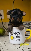 Gurillo, a male Yorkshire Terrier for sale in Lehigh Acres, FL – 4 of 5