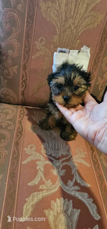 Ikka – Yorkshire Terrier puppy for sale in Ocala, FL