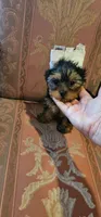 Ikka, a female Yorkshire Terrier for sale in Ocala, FL – 1 of 1