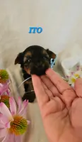 Ito the tcup, a male Yorkshire Terrier for sale in Lehigh Acres, FL – 2 of 6