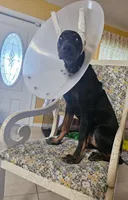 Num, a male Doberman Pinscher for sale in Lehigh Acres, FL – Photo 2 of 3