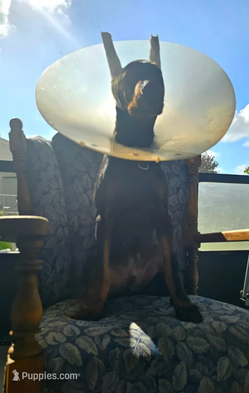 Num – Doberman Pinscher puppy for sale in Lehigh Acres, FL