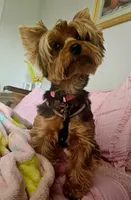 Lulu-Goes with Everything, a female Yorkshire Terrier for sale in Lehigh Acres, FL – 3 of 3