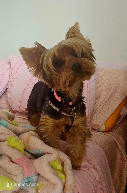 Lulu-Goes with Everything – Yorkshire Terrier puppy for sale in Lehigh Acres, FL