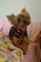 Lulu-Goes with Everything, a female Yorkshire Terrier for sale in Lehigh Acres, FL – 1 of 3