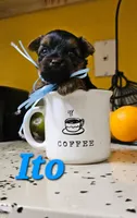 Ito the tcup, a male Yorkshire Terrier for sale in Lehigh Acres, FL – 5 of 6