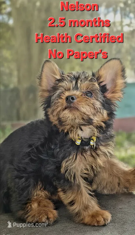 Guirilo (Playful Male) – Yorkshire Terrier puppy for sale in Ocala, FL